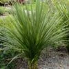 Cordyline Indivisa 1 Cordyline Indivisa -Le Jardin Secret Boutique Cordyline indivisa v 7219 1
