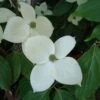 Cornus Eddie's White Wonder - Cornouiller Hybride. 2 Cornus Eddie's White Wonder - Cornouiller Hybride. -Le Jardin Secret Boutique Cornus Eddie s White Wonder 83894 1