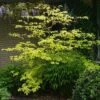 Cornus Alternifolia Golden Shadows - Cornouiller à Feuilles Alternes 2 Cornus Alternifolia Golden Shadows - Cornouiller à Feuilles Alternes -Le Jardin Secret Boutique Cornus alternifolia Golden Shadows 9521 1