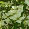 Cornus Capitata - Cornouiller De L'Himalaya -Le Jardin Secret Boutique Cornus capitata 84005 1