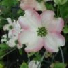 Cornus Florida Cherokee Chief - Cornouiller D'Amerique -Le Jardin Secret Boutique Cornus florida Cherokee Chief 84008 1