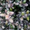 Corokia Virgata Frosted Chocolate - Corokie -Le Jardin Secret Boutique Corokia virgata Frosted chocolate V 16238 1