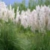 Cortaderia Selloana Mini Silver Pampas - Herbe De La Pampa Naine -Le Jardin Secret Boutique Cortaderia selloana Mini Silver Pampas Herbe de la pampa naine IF 17896 1