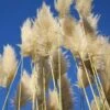 Cortaderia Selloana Sunningdale Silver -Le Jardin Secret Boutique Cortaderia selloana Sunningdale Silver 81126 1