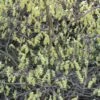 Corylopsis Spicata - Faux Noisetier -Le Jardin Secret Boutique Corylopsis spicata ld wallygrom 781583 1