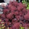 Cotinus Coggygria Dusky Maiden - Arbre à Perruques -Le Jardin Secret Boutique Cotinus coggygria Dusky Maiden 781666 1 1
