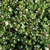 Cotoneaster Congestus