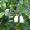 Crinodendron Patagua -Le Jardin Secret Boutique Crinodendron patagua 82650 1