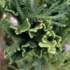 Cèdre Du Japon Cristata - Cryptomeria Japonica