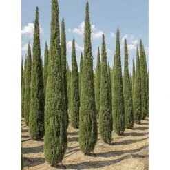 Cupressus Sempervirens Garda - Cyprès D'Italie, De Provence