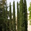Cupressus Sempervirens Stricta - Cyprès D'Italie 1 Cupressus Sempervirens Stricta - Cyprès D'Italie -Le Jardin Secret Boutique Cupressus sempervirens Stricta 83283 1