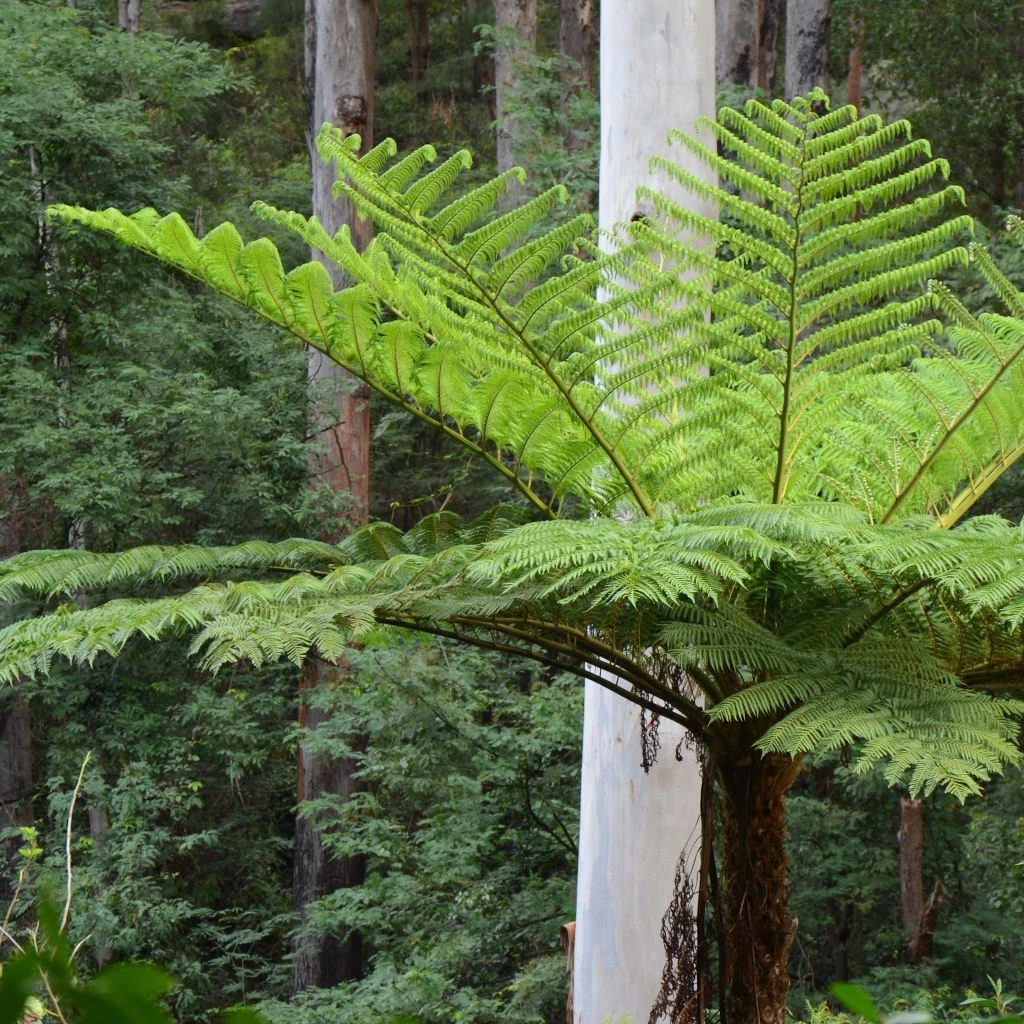 Cyathea Cooperi - Fougère Arborescente 3 Cyathea Cooperi - Fougère Arborescente