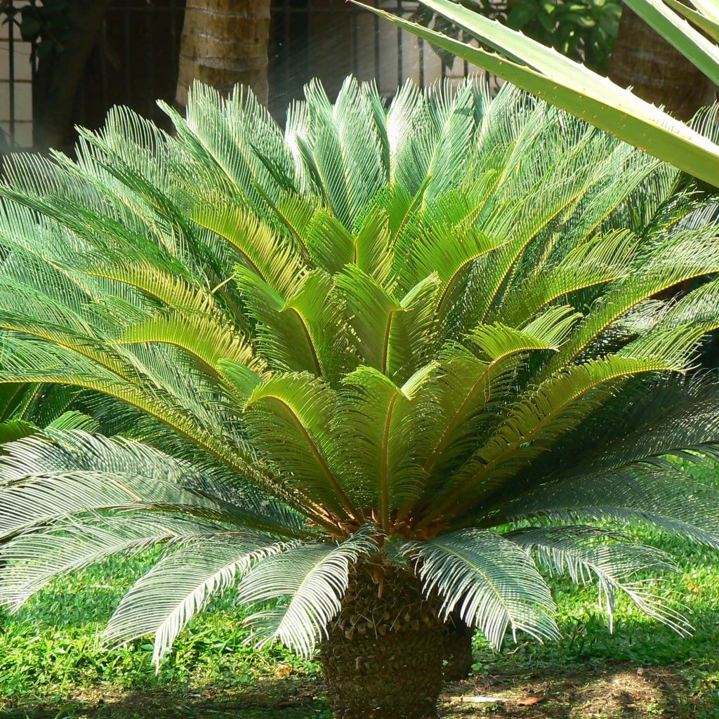 Cycas Revoluta - Cycas Du Japon 3 Cycas Revoluta - Cycas Du Japon
