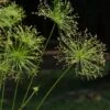 Cyperus Prolifer - Papyrus Nain -Le Jardin Secret Boutique Cyperus prolifer Papyrus nain LD 18206 1