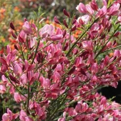 Genêt - Cytisus Hollandia