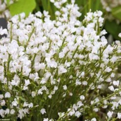 Genêt Précoce - Cytisus Praecox Albus
