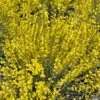 Genêt Précoce - Cytisus Praecox Allgold -Le Jardin Secret Boutique Cytisus praecox Allgold 781597 1