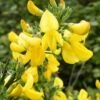 Genêt à Balais - Cytisus Scoparius Vanesse -Le Jardin Secret Boutique Cytisus scoparius Vanesse 100095 1