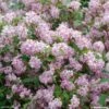 Deutzia Hybride Mont Rose - Deutzie -Le Jardin Secret Boutique DEUTZIA HYBRIDA MONT ROSE 781601 1