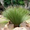 Dasylirion Serratifolium - Dasylire, Sotol -Le Jardin Secret Boutique Dasylirion serratifolium 89891 1
