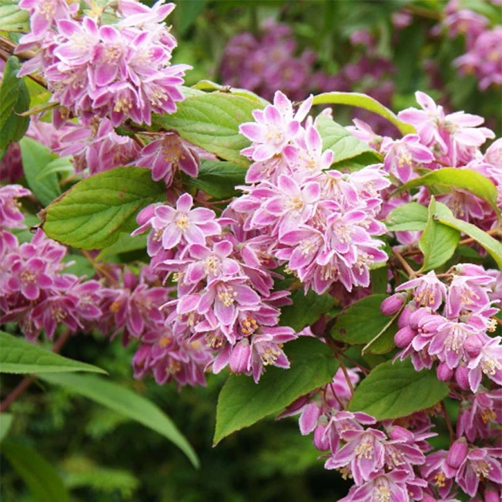 Deutzia Tourbillon Rouge En Pot De 2/3L 3 Deutzia Tourbillon Rouge En Pot De 2/3L
