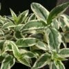 Diervilla Sessilifolia Cool Splash 2 Diervilla Sessilifolia Cool Splash -Le Jardin Secret Boutique Diervilla sessilifolia Cool Splash 9593 1