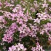 Diosma Pink Diamond 2 Diosma Pink Diamond -Le Jardin Secret Boutique Diosma Pink diamond IF 166510 1