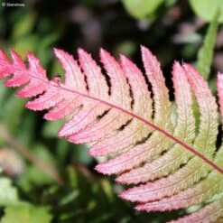 Doodia Media - Fougère Râpe