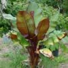Ensete Ventricosum Maurelii - Bananier Rouge D'Abyssinie 2 Ensete Ventricosum Maurelii - Bananier Rouge D'Abyssinie -Le Jardin Secret Boutique Ensete ventricosum Maurelii 83305 1