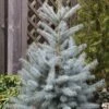 Epicéa Bleu - Picea Pungens Edith -Le Jardin Secret Boutique Epicea bleu Picea pungens Edith IF 19069 1