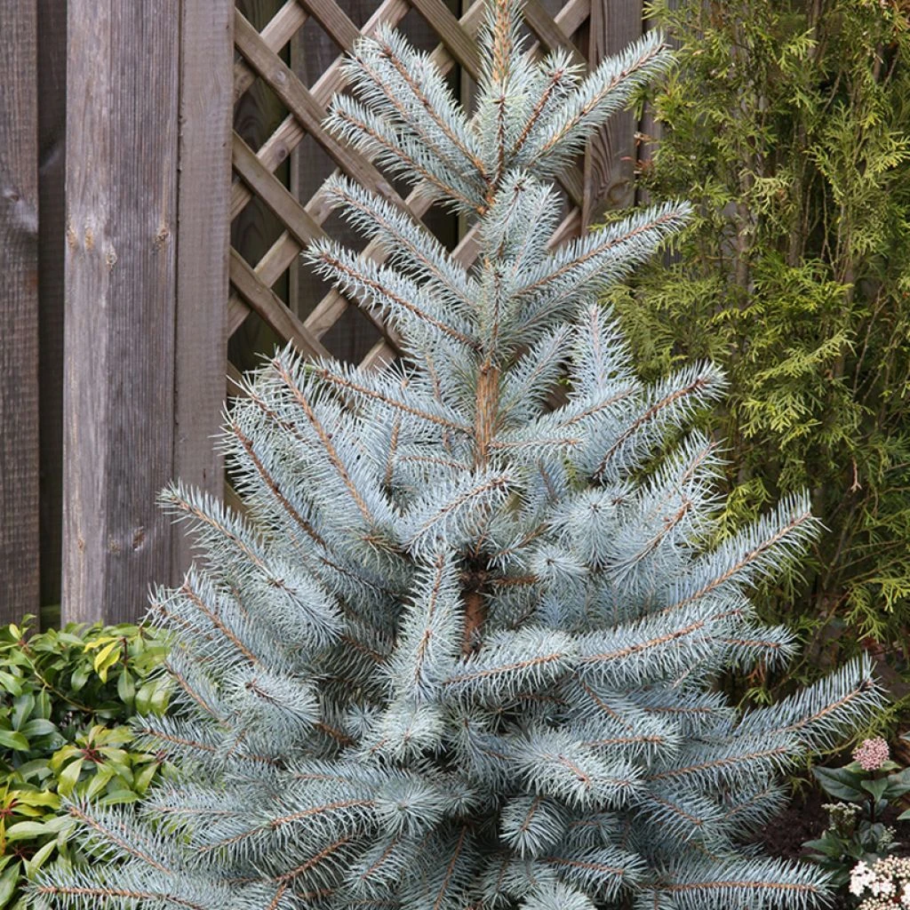 Epicéa Bleu - Picea Pungens Edith 3 Epicéa Bleu - Picea Pungens Edith
