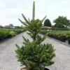 Picea Abies Will's Zwerg - Épicéa Commun 1 Picea Abies Will's Zwerg - Épicéa Commun -Le Jardin Secret Boutique Epicea commun Picea abies Will s Zwerg IF 1002732 1