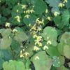 Epimedium Platypetalum, Fleur Des Elfe -Le Jardin Secret Boutique Epimedium platypetalum 8978 1