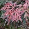 Erable Du Japon - Acer Palmatum Dissectum Orangeola 1 Erable Du Japon - Acer Palmatum Dissectum Orangeola -Le Jardin Secret Boutique Erable du Japon Acer palmatum Dissectum Orangeola IF 18995 1