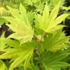 Erable Du Japon - Acer Palmatum Summer Gold -Le Jardin Secret Boutique Erable du japon acer palmatum summer gold copyright 8392611 1