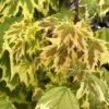 Erable Plane - Acer Platanoides Drummondii -Le Jardin Secret Boutique Erable plane Acer platanoides Drummondii copyright 8392911 1