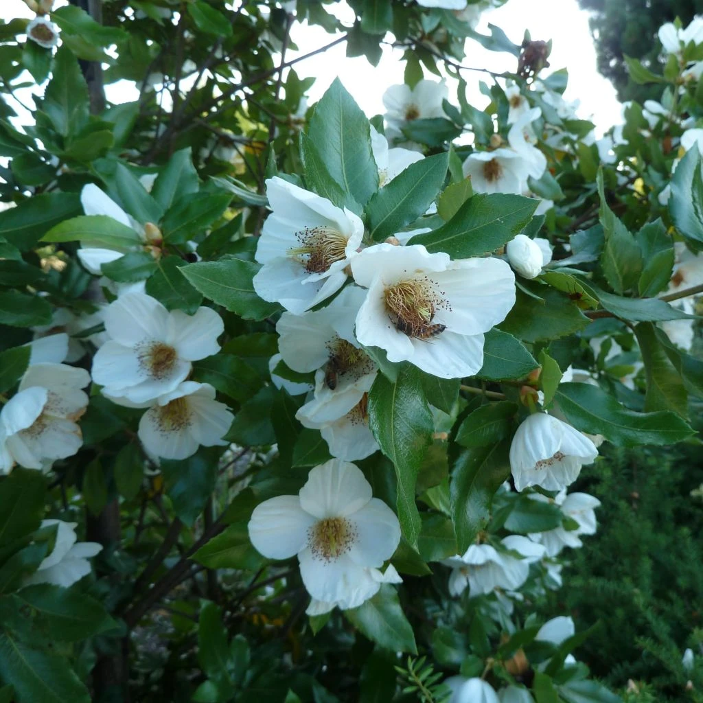 Eucryphia Intermedia Rostrevor 3 Eucryphia Intermedia Rostrevor