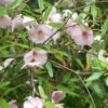 Eucryphia Lucida Ballerina -Le Jardin Secret Boutique Eucryphia lucida Ballerina eucryphia luisant V 16660 1