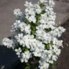 Exochorda Racemosa Magical Springtime -Le Jardin Secret Boutique Exochorda Magical Springtime 82317 1
