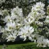 Exochorda Serratifolia Snow White - Arbre Aux Perles -Le Jardin Secret Boutique Exochorda serratifolia Snow White 100621 1