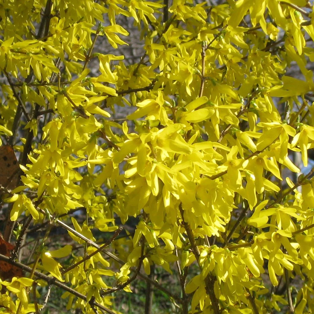 Forsythia Nimbus - Mimosa De Paris Nain 3 Forsythia Nimbus - Mimosa De Paris Nain