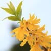 Forsythia Viridissima Citrus Swizzle - Mimosa De Paris -Le Jardin Secret Boutique Forsythia viridissima Citrus Swizzle 781621 1