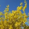 Forsythia X Intermedia Gold Rausch - Mimosa De Paris -Le Jardin Secret Boutique Forsythia x intermedia Gold Rausch 100111 1