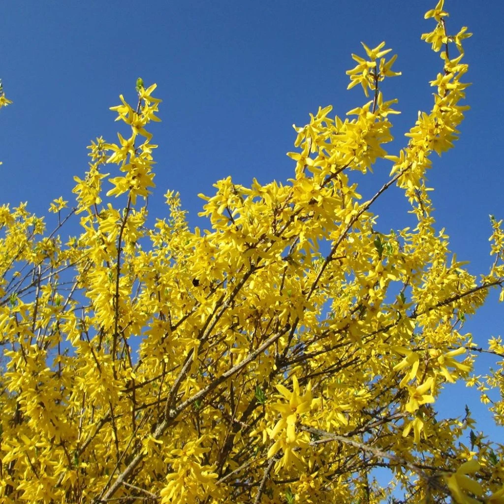 Forsythia X Intermedia Gold Rausch - Mimosa De Paris 3 Forsythia X Intermedia Gold Rausch - Mimosa De Paris