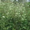 Fothergilla Major - Grand Fothergilla 2 Fothergilla Major - Grand Fothergilla -Le Jardin Secret Boutique Fothergilla major 781622 1