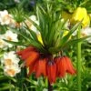 Fritillaire Imperialis Rubra - Couronne Impériale -Le Jardin Secret Boutique Fritillaria imperialis rubra LD James Steakley copyright 54503 2 1