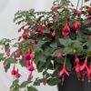 Fuchsia Rustique Mrs Popple -Le Jardin Secret Boutique Fuchsia rustique Mrs Popple 86019 1