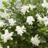 Gardenia Jasminoides Double Diamonds