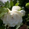 Gardenia Jasminoides Double Mint 1 Gardenia Jasminoides Double Mint -Le Jardin Secret Boutique Gardenia jasminoides Double Mint 85081 1