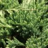 Genévrier Horizontal - Juniperus Horizontalis Prince Of Wales 2 Genévrier Horizontal - Juniperus Horizontalis Prince Of Wales -Le Jardin Secret Boutique Genevrier horizontal Juniperus horizontalis Prince Of Wales IF 1001362 1